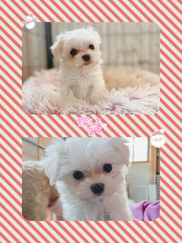 マルチーズ 犬の販売・譲渡 4048 マズル短☆小さめ☆千葉県
