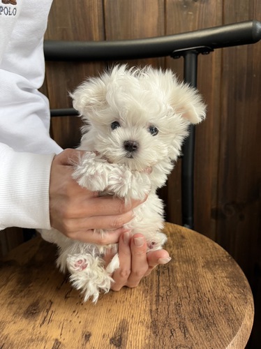 マルチーズ 犬の販売・譲渡 4053 極小耳浮き^_^トリミングサロン