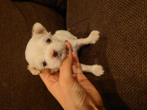 マルチーズ 犬の販売・譲渡 4054 一人っ子の男の子