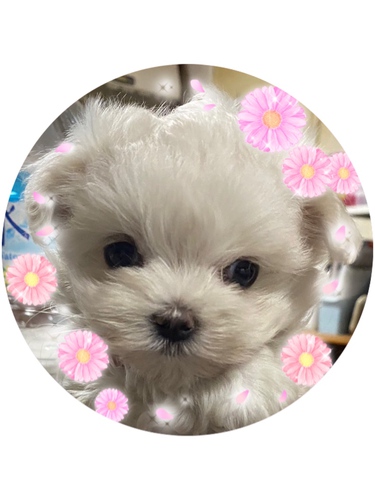 マルチーズ 犬の販売・譲渡 4055 マルチーズの子犬