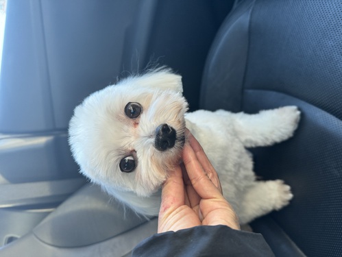 マルチーズ 犬の販売・譲渡 4060 マルチーズライ君