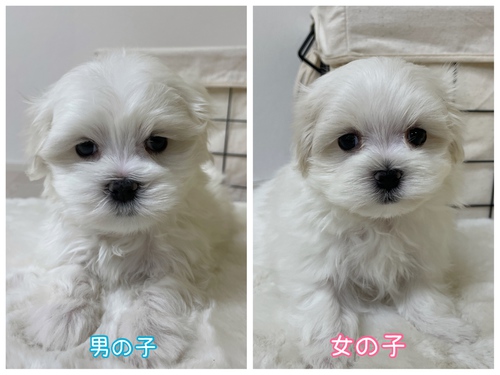 マルチーズ 犬の販売・譲渡 4063 マルチーズ 男の子 女の子