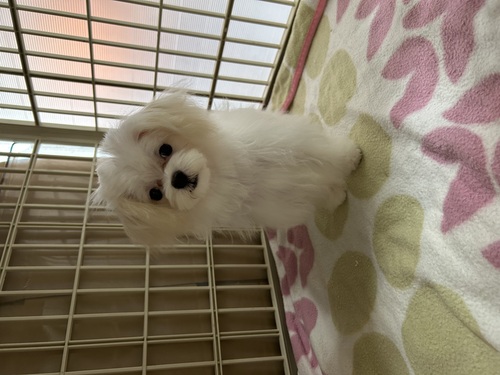 マルチーズ 犬の販売・譲渡 4064 小さな小さな女の子☆彡