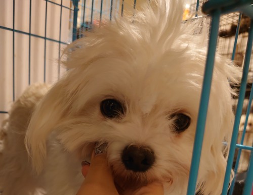マルチーズ 犬の販売・譲渡 4067 大きな女の子 引退犬