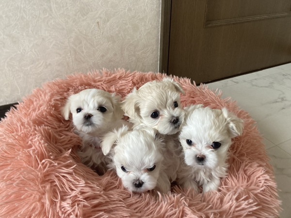 可愛いベビたんです!! 犬の販売 4068