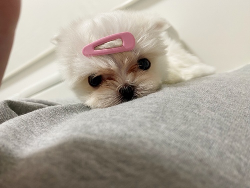 }`[Y  ̔̔En 4075 ɏ}`[YI