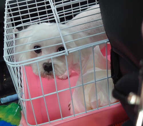 マルチーズ 犬の販売・譲渡 4081 ママ引退犬