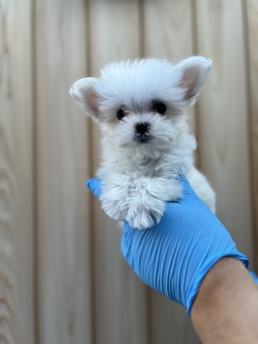 マルチーズ 犬の販売・譲渡 4087 極小マルチーズ