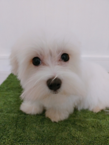 マルチーズ 犬の販売・譲渡 4090 マルチーズ女の子