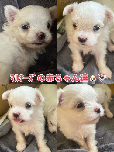 マルチーズ 犬の販売・譲渡 4096 件名なし 子犬販売の情報