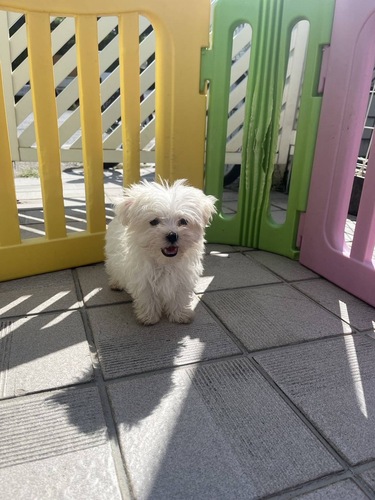 マルチーズ 犬の販売・譲渡 4105 もふもふの男の子です