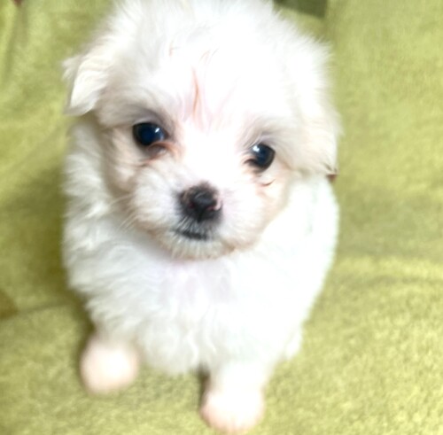 マルチーズ 犬の販売・譲渡 4106 綺麗なホワイトの小さめマルチーズちゃん