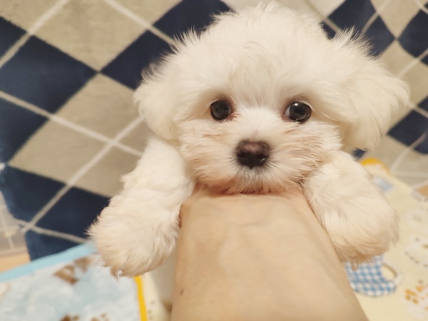 とっても可愛い男の子 犬の販売 4109