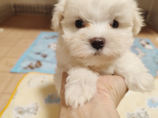 とっても可愛い男の子 犬の販売 4111