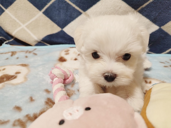とっても可愛い男の子 犬の販売 4116