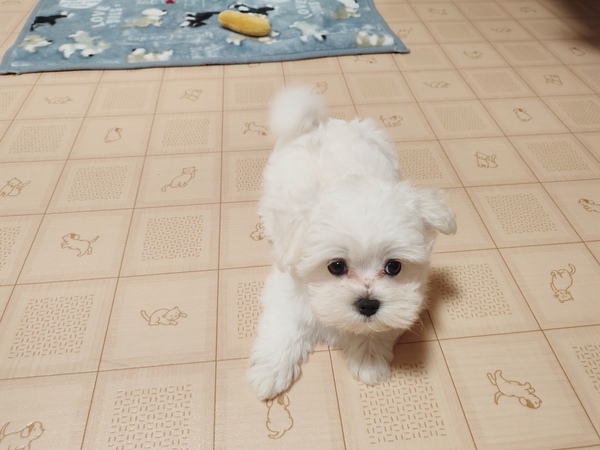 とっても可愛い男の子 犬の販売 4119