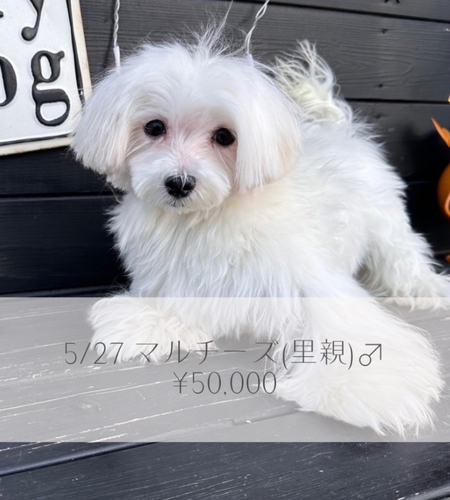 マルチーズ 犬の販売・譲渡 4120 優しい男の子