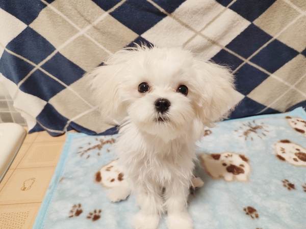 とっても可愛い女の子 犬の販売 4121