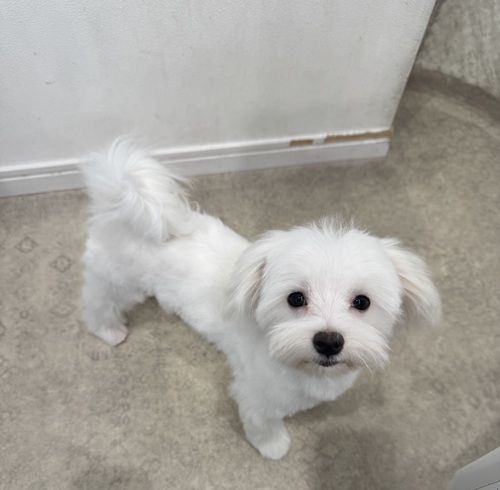 マルチーズ 犬の販売・譲渡 4125 穏やかな女の子。全て込み。