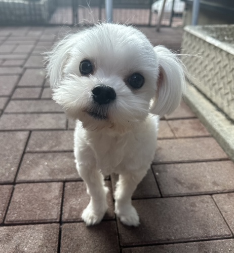 マルチーズ 犬の販売・譲渡 4129 決まりました!