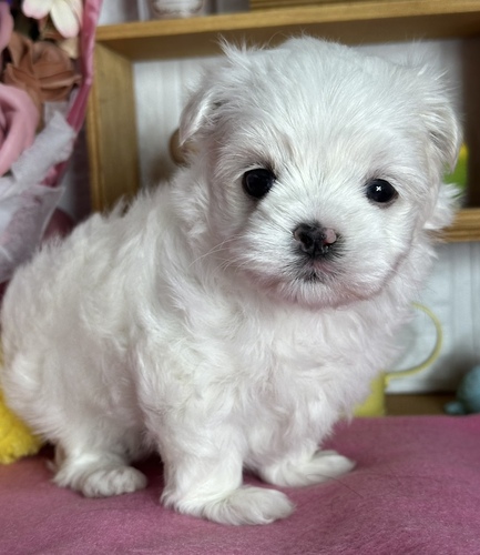 マルチーズ 犬の販売・譲渡 4132 ご縁に感謝m(._.)m
