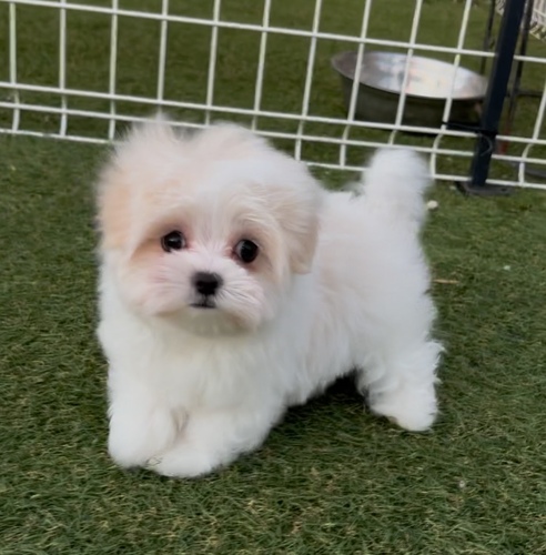 マルチーズ 犬の販売・譲渡 4133 めちゃくちゃ可愛い〜マルちゃん