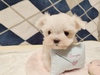 }`[Y  q T ڂ肭̉... 4134