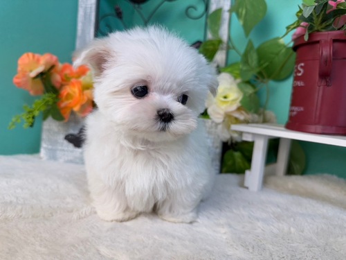 マルチーズ 犬の販売・譲渡 4136 小さいマルチーズちゃん◎