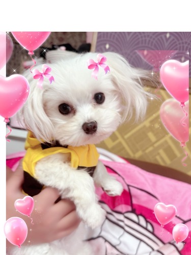 マルチーズ 犬の販売・譲渡 4140 マルチーズ☆ちっちゃい男の子(*‘ω‘ *)