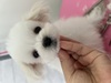 }`[Y  q T đlj... 4141