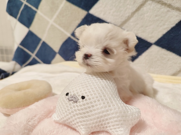 4兄妹の三女ちゃん 犬の販売 4144