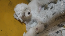 マルチーズ 犬の販売・譲渡 4147 かわいい顔に自信あり 写真送りますね・・