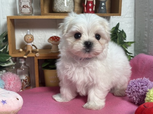 マルチーズ 犬の販売・譲渡 4150 ご縁に感謝♪