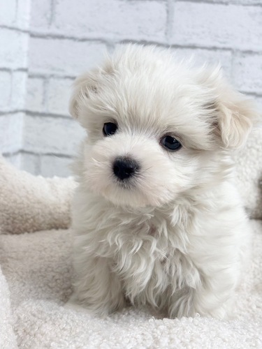 マルチーズ 犬の販売・譲渡 4153 5月21日デビュー!8866