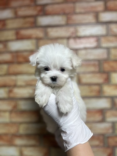 マルチーズ 犬の販売・譲渡 4154 男の子