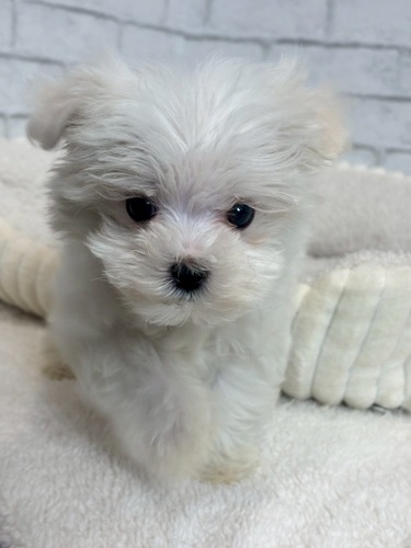 マルチーズ 犬の販売・譲渡 4157 5月28日デビュー!マルチーズ5357