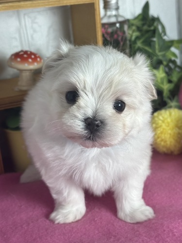 マルチーズ 犬の販売・譲渡 4160 可愛いお顔な男の子