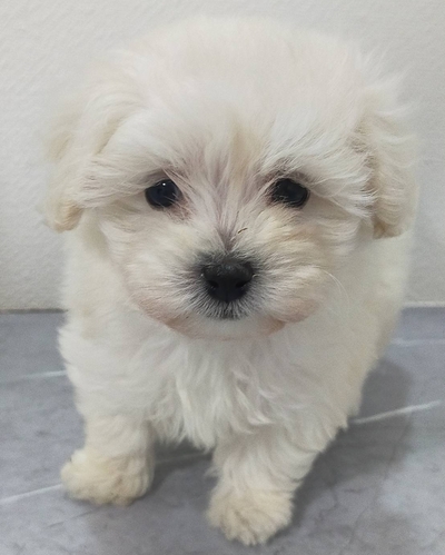 マルチーズ 犬の販売・譲渡 4161 人懐っこい女の子