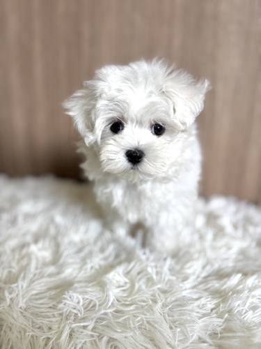 マルチーズ 犬の販売・譲渡 4168 甘えん坊な男の子