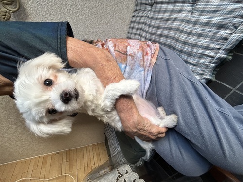マルチーズ 犬の販売・譲渡 4169 5ヶ月の女の子