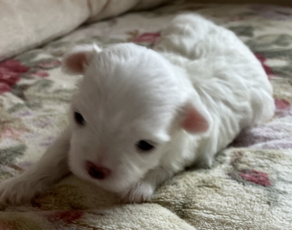 マルチーズ 犬の販売・譲渡 4170 もふもふマルチーズ