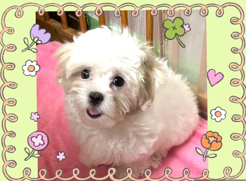 マルチーズ 犬の販売・譲渡 4171 モフモフおめめパッチリ男の子☆彡