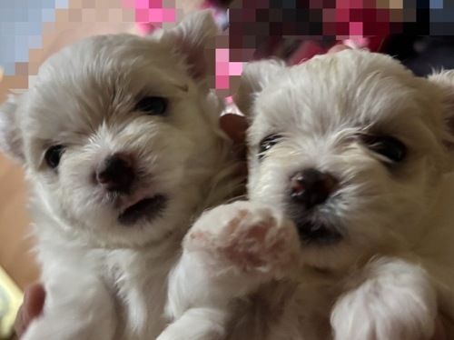 マルチーズ 犬の販売・譲渡 4172 おめめくりくりのマルちゃん