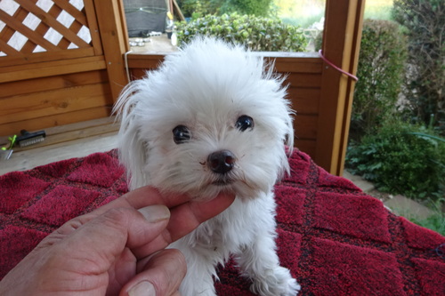 マルチーズ 犬の販売・譲渡 4176 とっても人懐こい子です。