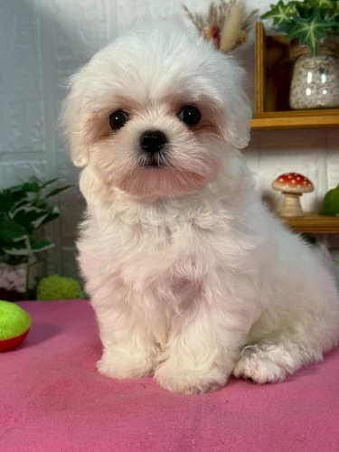 マルチーズ 犬の販売・譲渡 4179 おっとりな 男の子