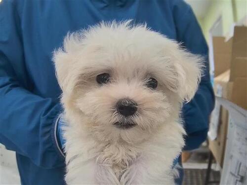 マルチーズ 犬の販売・譲渡 4181 かわいい顔に自信あり9/17現在890gです