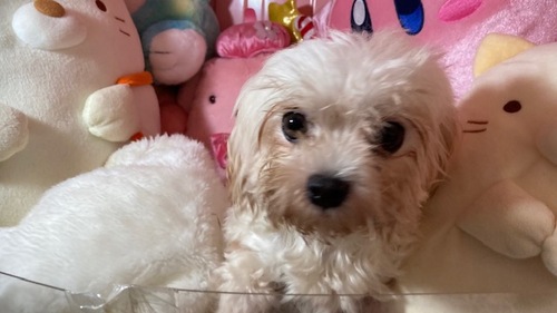 マルチーズ 犬の販売・譲渡 4182 有料里親