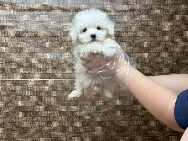 マルチーズ 犬の販売・譲渡 4183 【特典あり】癒し系なマイペースくん