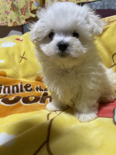 マルチーズ 犬の販売・譲渡 4184 天真爛漫な女の子