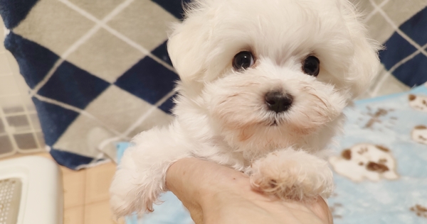 一人っ子で生まれた人懐っこい子です 犬の販売 4185